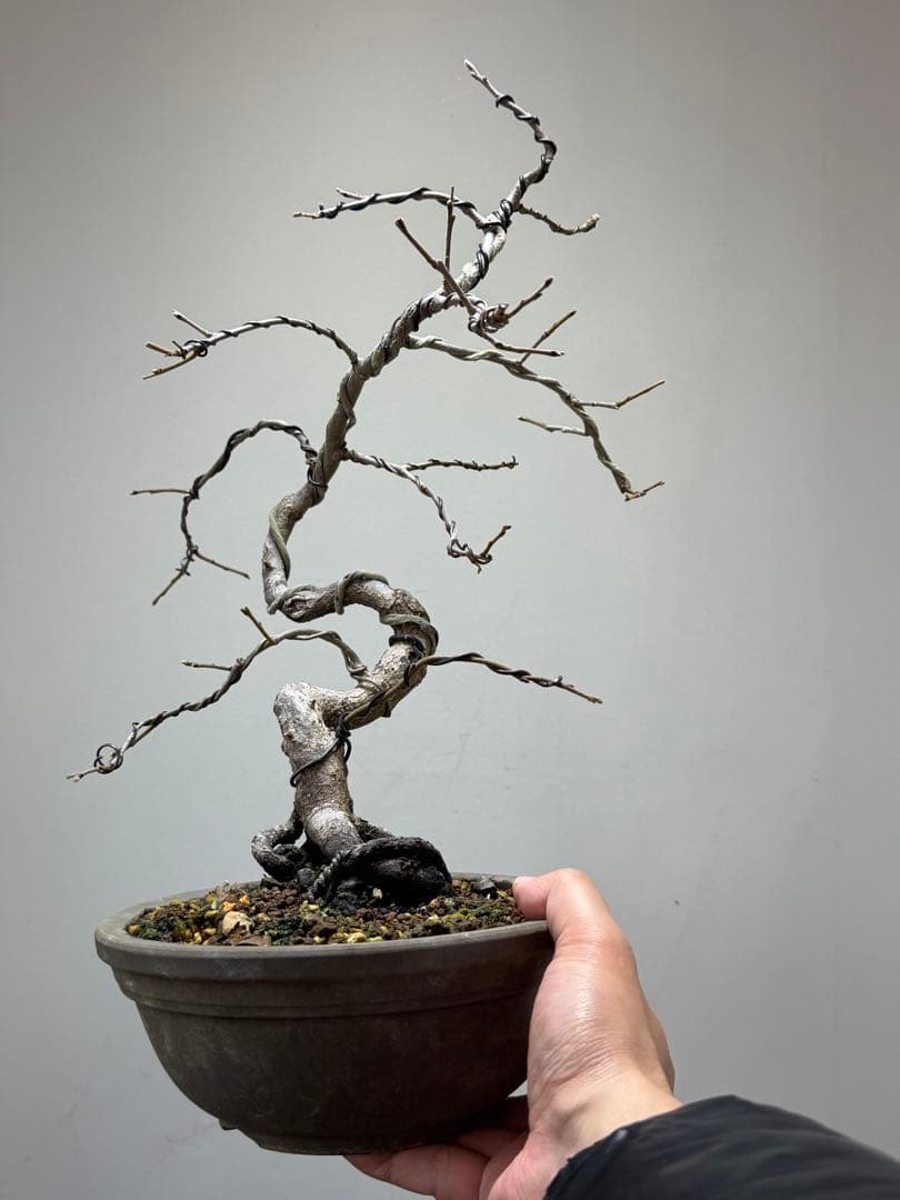 【ガチ盆栽】山柿　曲幹　太幹