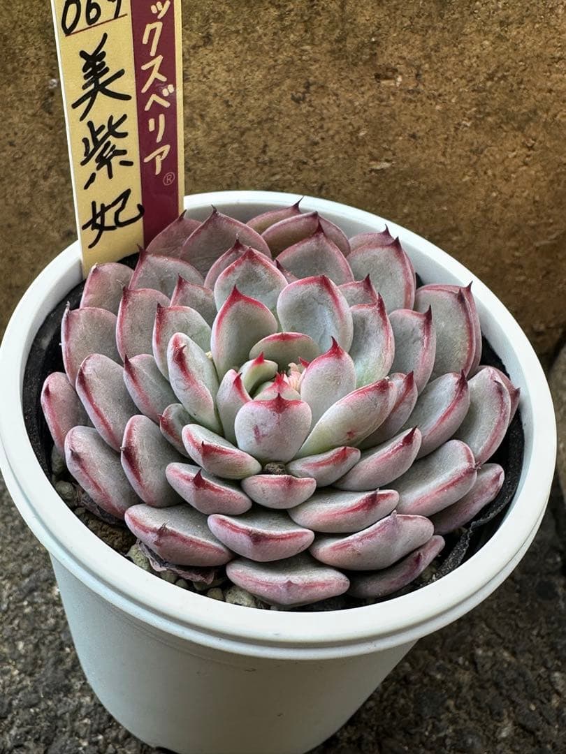 おらいさん苗　ミックスベリア　　　　　　　　　美紫妃　札、鉢付き