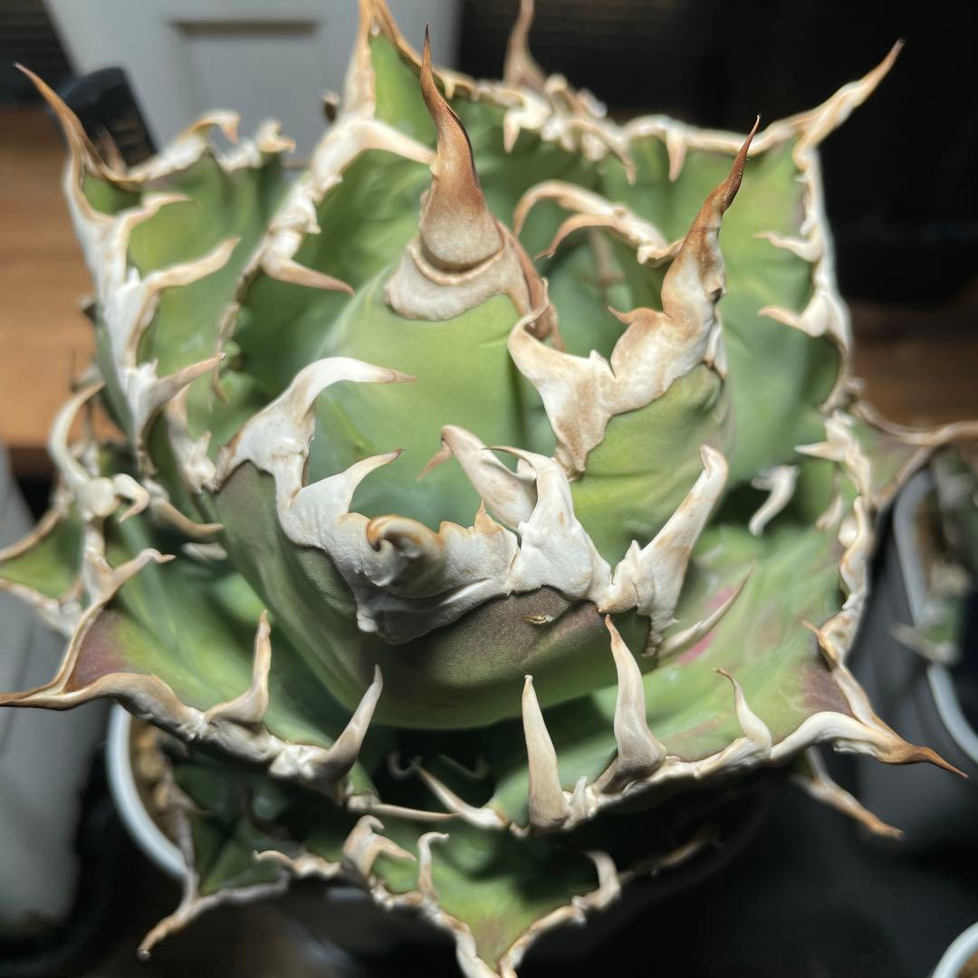 アガベ チタノタ シーザー lize産