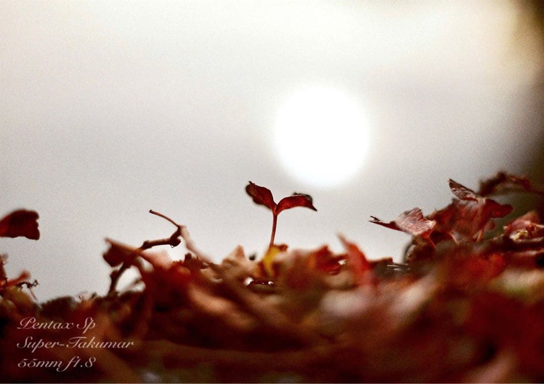 pentax sp フルセット★完動品＊美品＊初期保証付！★作例多数