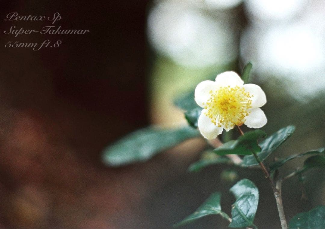 pentax sp フルセット★完動品＊美品＊初期保証付！★作例多数