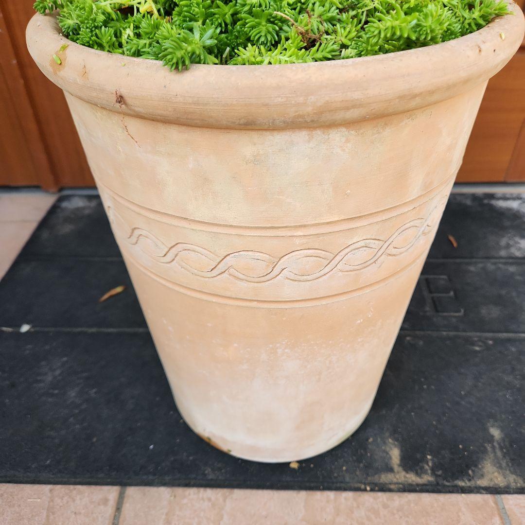 オリーブの木 ネバディロブランコ SOUJU 9号鉢植え 古木