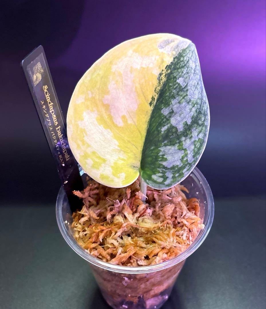 スキンダプサス　綺麗な　セットL2