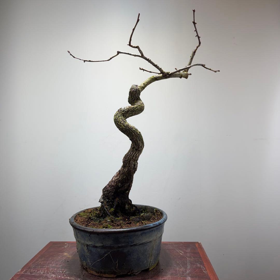 【ガチ盆栽】山柿　激古　曲幹　実あった