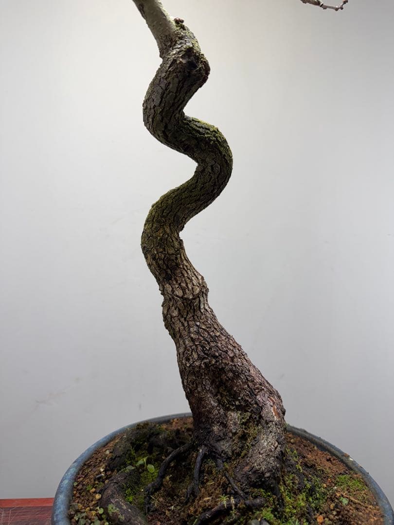 【ガチ盆栽】山柿　激古　曲幹　実あった