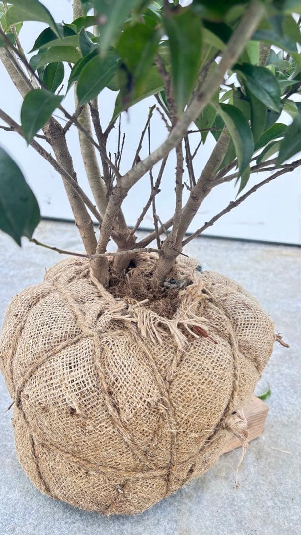 手頃なサイズ お庭の主役にどうぞ ソヨゴ 725 樹高1.4m位 株立 常緑樹