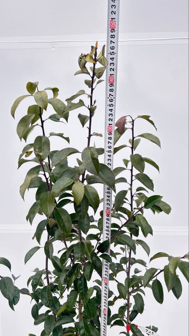 手頃なサイズ お庭の主役にどうぞ ソヨゴ 725 樹高1.4m位 株立 常緑樹