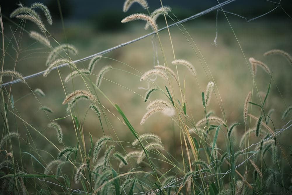 中古 ライカMマウントレンズ 50mm F1.1 LEICA Mマウント
