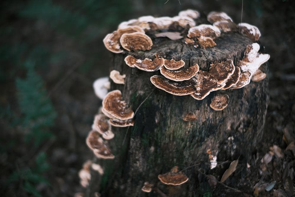 中古 ライカMマウントレンズ 50mm F1.1 LEICA Mマウント