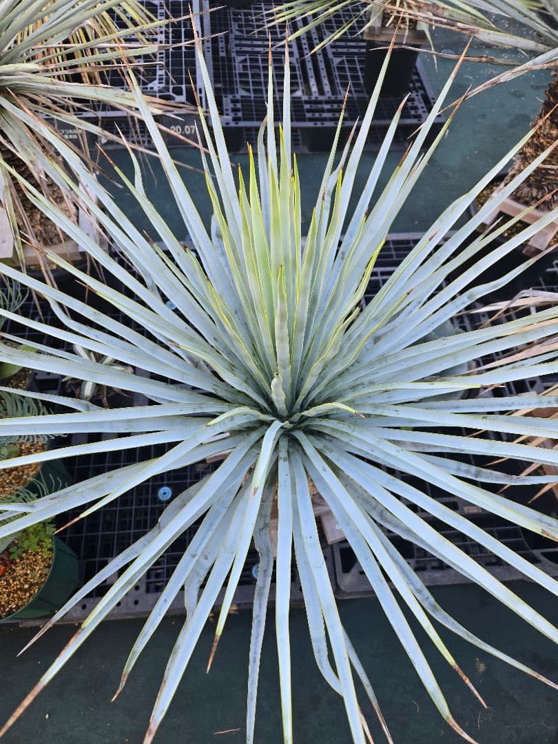 キュウ　マルデヌベス