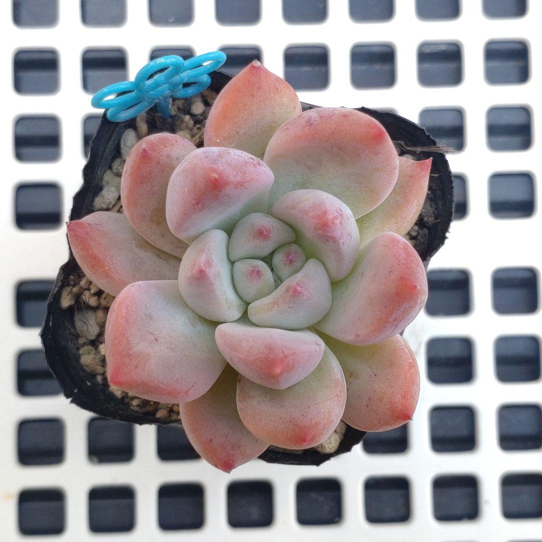 多肉　ピグレット　抜き苗