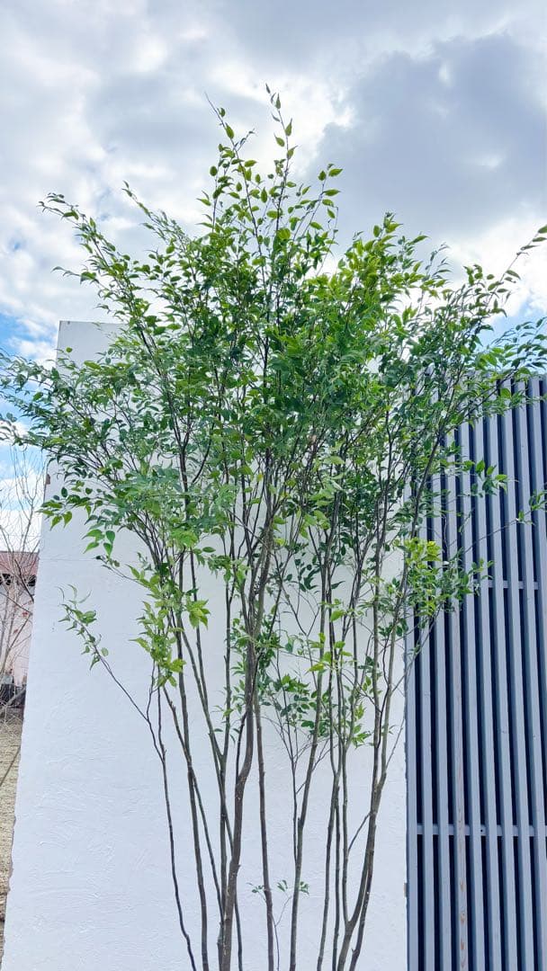 ご確認中 ゼログラ 特大。山採りハイノキ大株立ち3.1M(鉢底から)