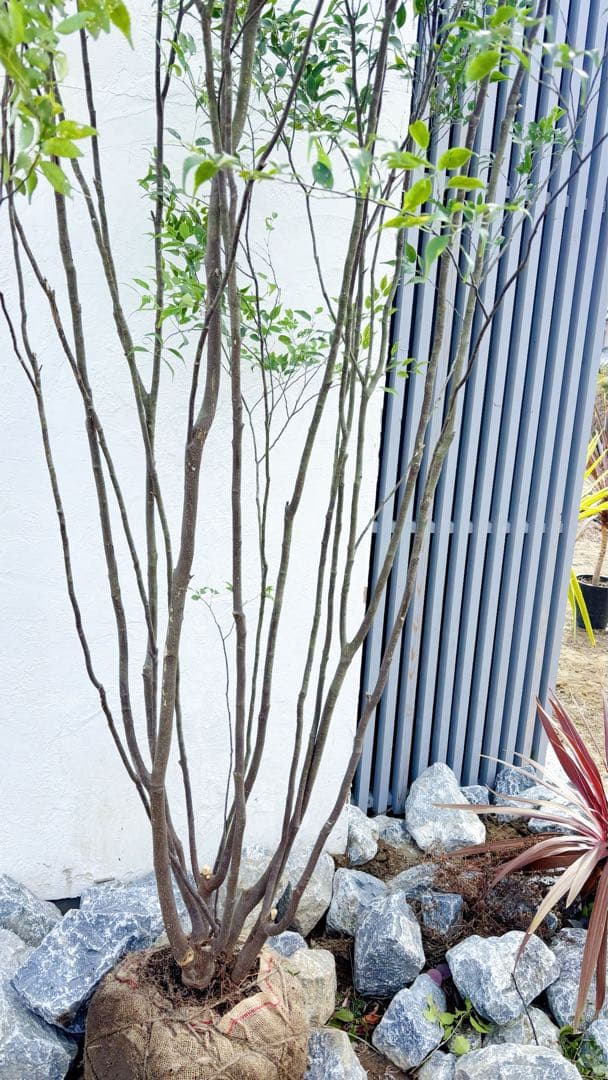 ご確認中 ゼログラ 特大。山採りハイノキ大株立ち3.1M(鉢底から)