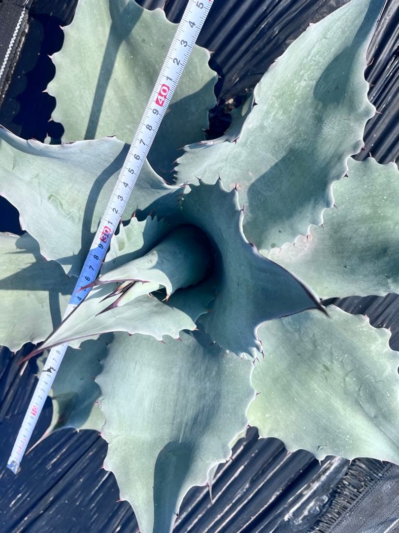 【‼︎美形大株‼︎】アガベ　オバティフォリア