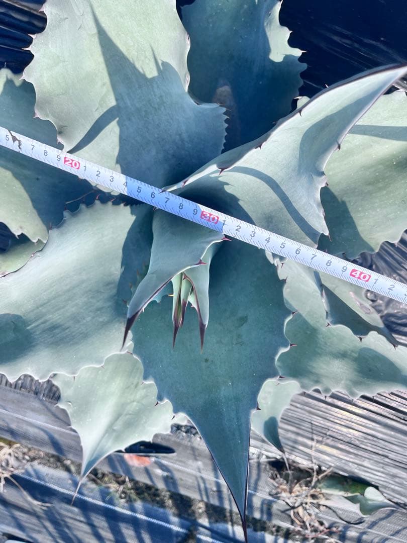 【‼︎美形大株‼︎】アガベ　オバティフォリア