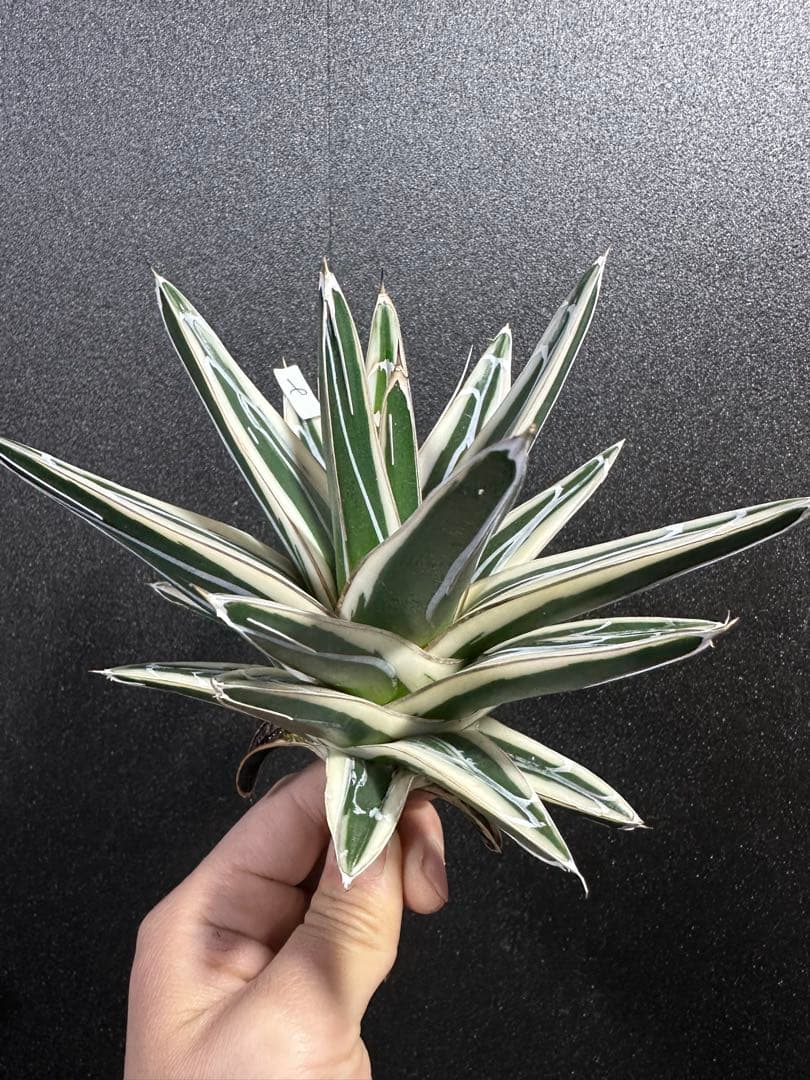 大特価【極美　氷山　親株　完成苗⭐︎】　（アガべ　笹の雪）