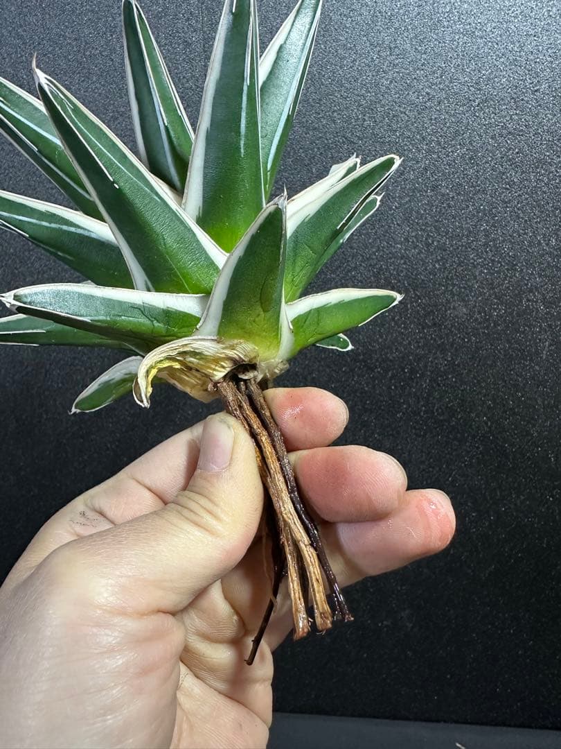 大特価【極美　氷山　親株　完成苗⭐︎】　（アガべ　笹の雪）