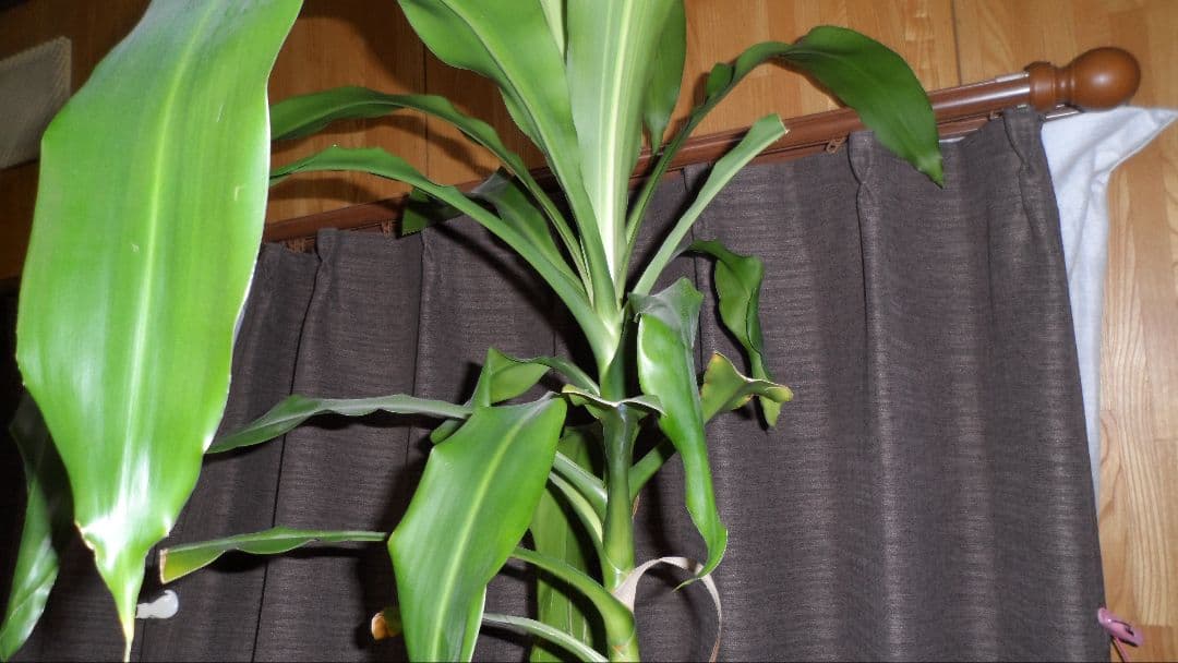 Samsung mv800 デジタルカメラ 赤 5倍ズーム