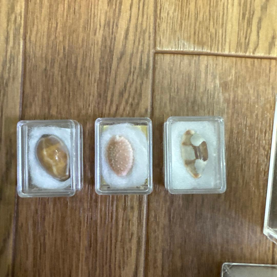 へ*読様 ハワイハチジョウダカラ　ハワイホシダカラ　宝貝　貝殻　標本