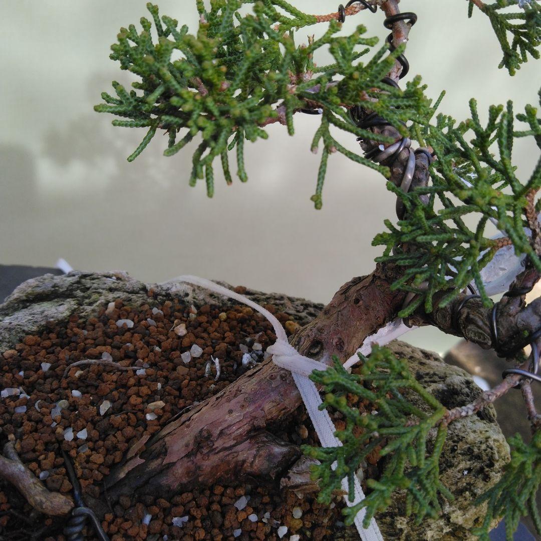しんぱく小品盆栽です。　軽石植え　タヌキ盆栽です。値下げしました