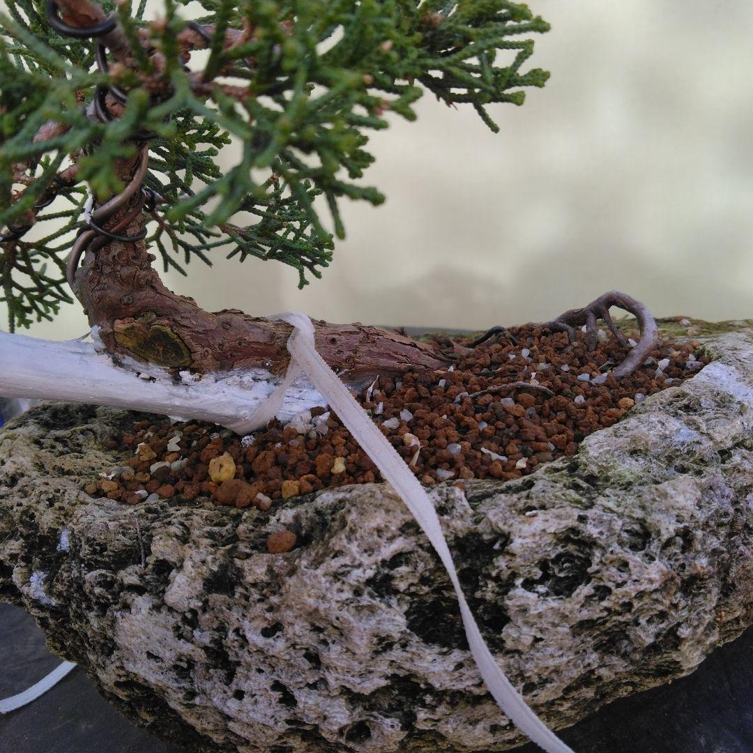 しんぱく小品盆栽です。　軽石植え　タヌキ盆栽です。値下げしました