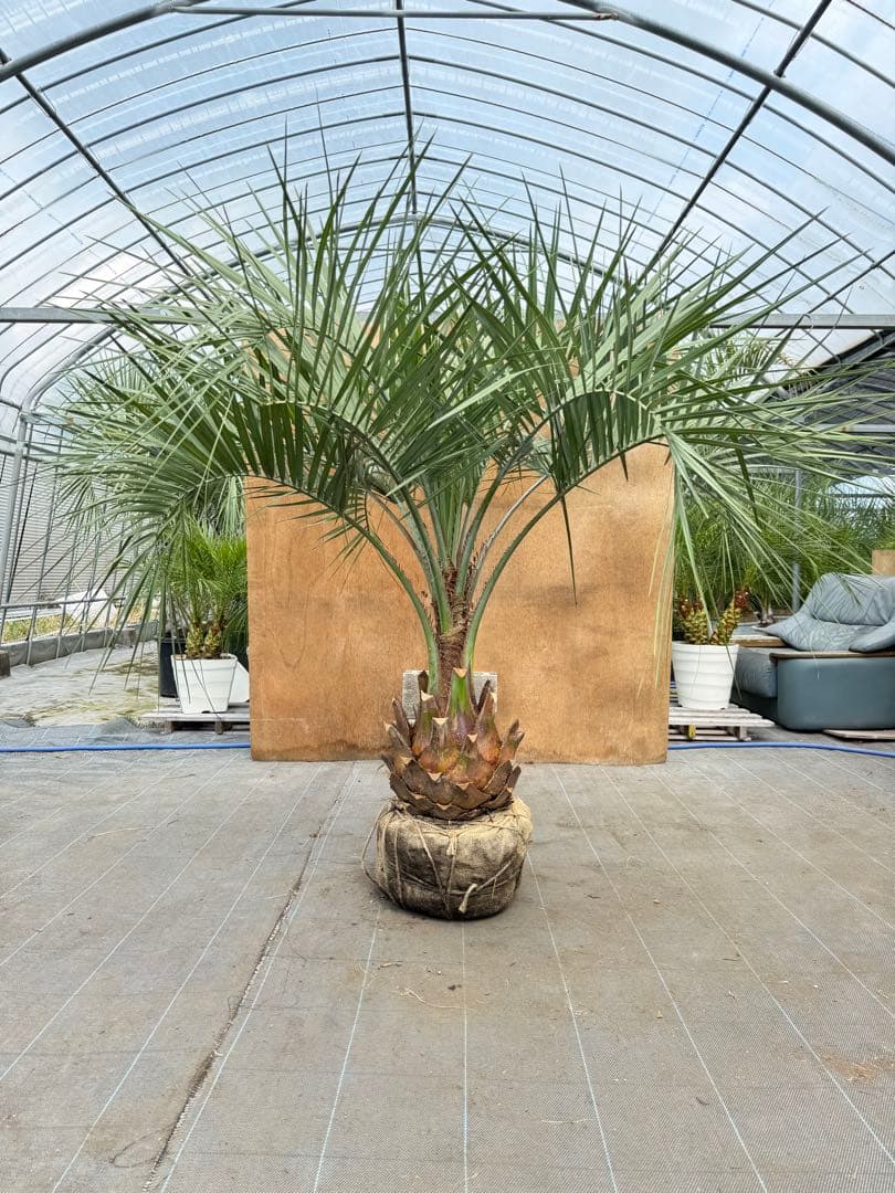 ココスヤシシルバーリーフ【極太】葉先180cm幹回り100cm 幹高40cm