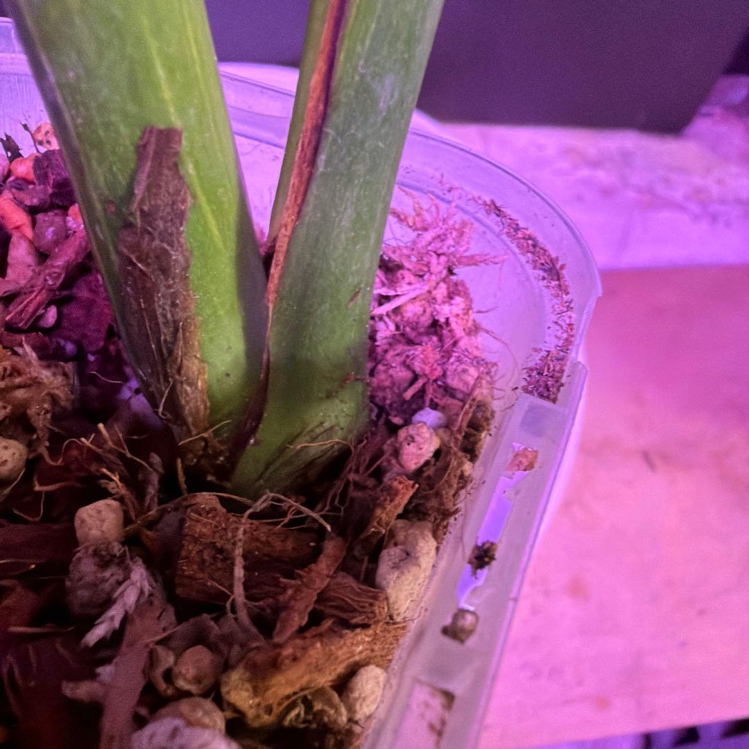 t*p様 スーパー美株‼️モンステラデリシオーサ❣️サンダーボルト‼️限定一鉢❣