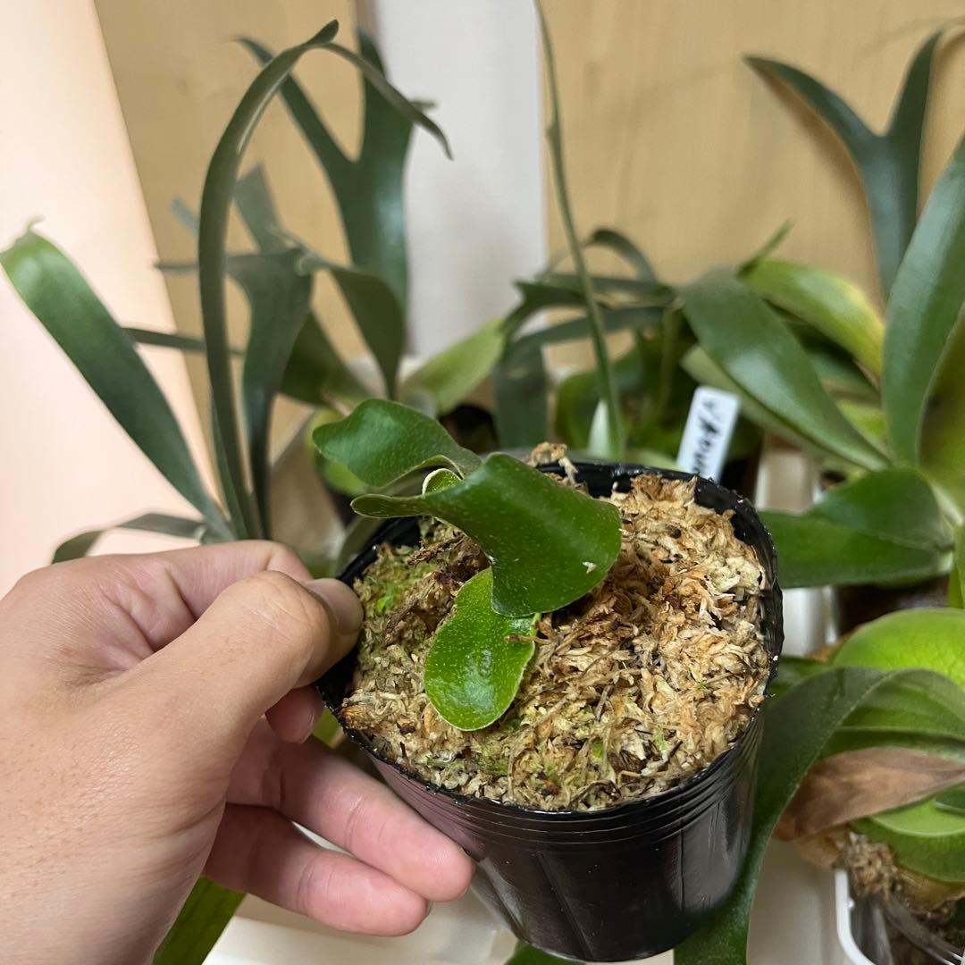 9株セット　willinckii Banna#A ビカクシダ　バンナ　エー