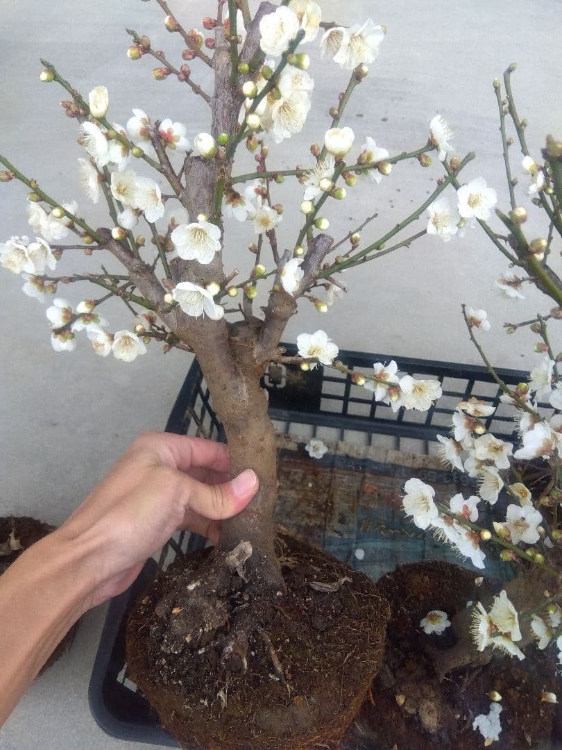 梅　盆栽　6株　新年破格セール❗　②