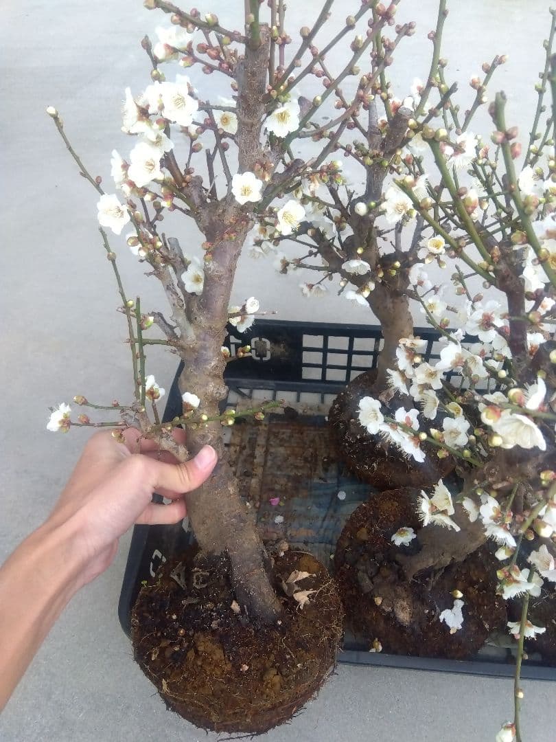梅　盆栽　6株　新年破格セール❗　②