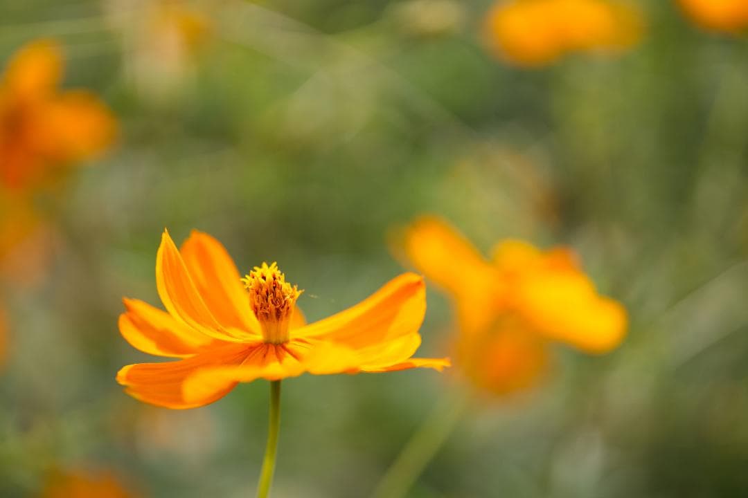 SIGMA 70mm F2.8 DG MACRO Eマウント【保護フィルター付】