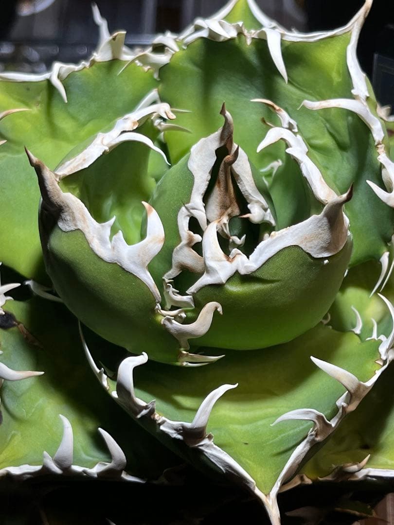 【極上品】 アガベ 金鯨 チタノタ　大株