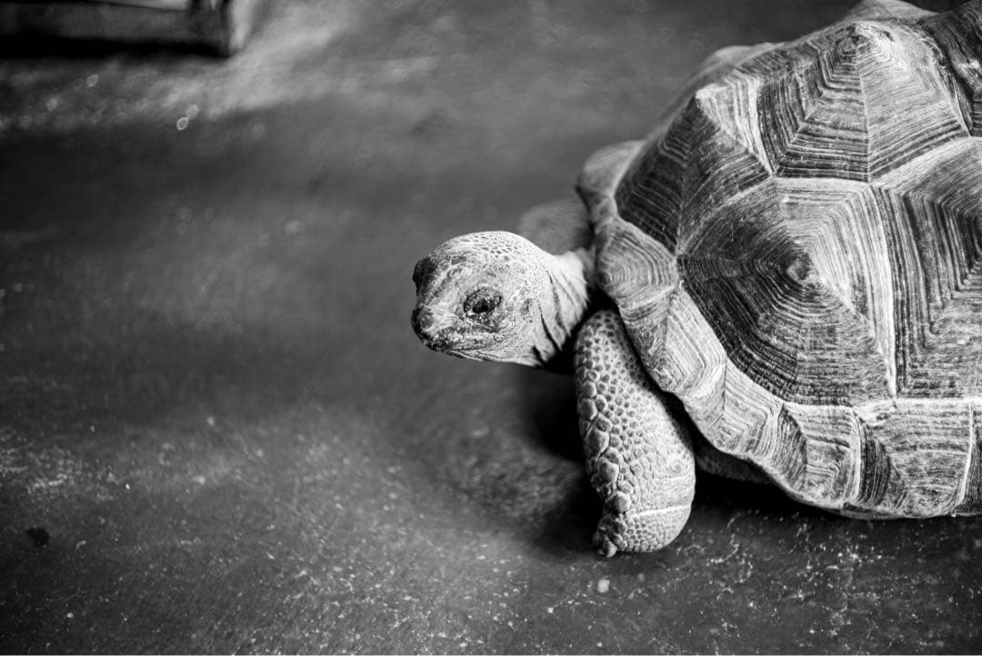 Leitz Wetzlar Summicron 5cm f2 M 沈胴 山崎磨き