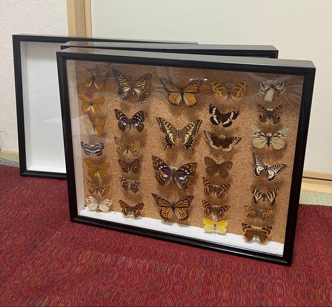 ドイツ空箱2点と蝶標本1点3セット 黒50x42x6cm蝶か30匹現状品のみ