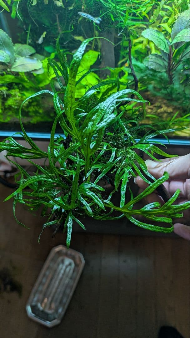 ミクロソリウムトライデント50葉以上とウィローモスが自然活着の2本組ブランチ流木