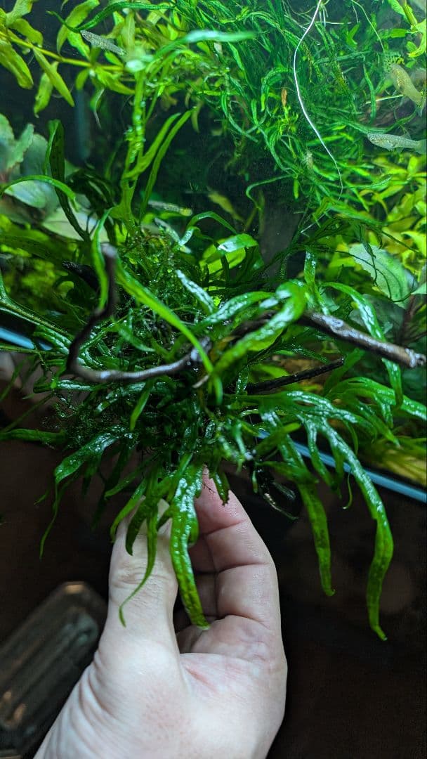 ミクロソリウムトライデント50葉以上とウィローモスが自然活着の2本組ブランチ流木