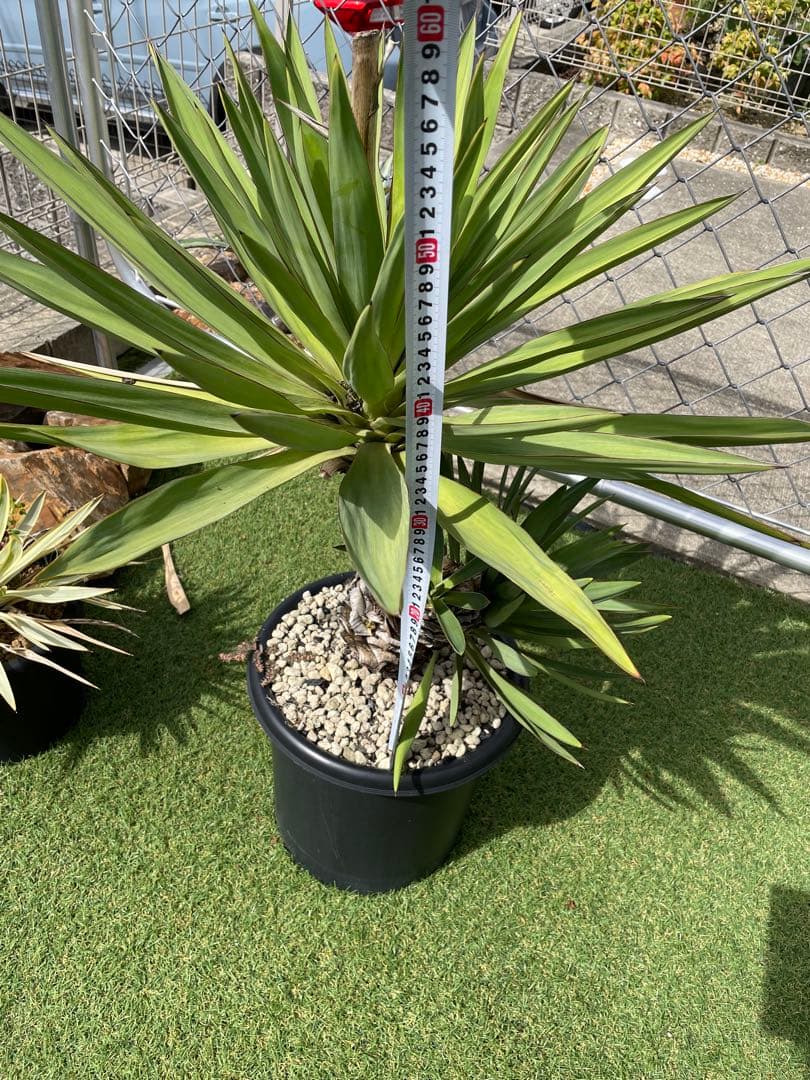 【破格】【直接取引】ユッカ・グロリオサ