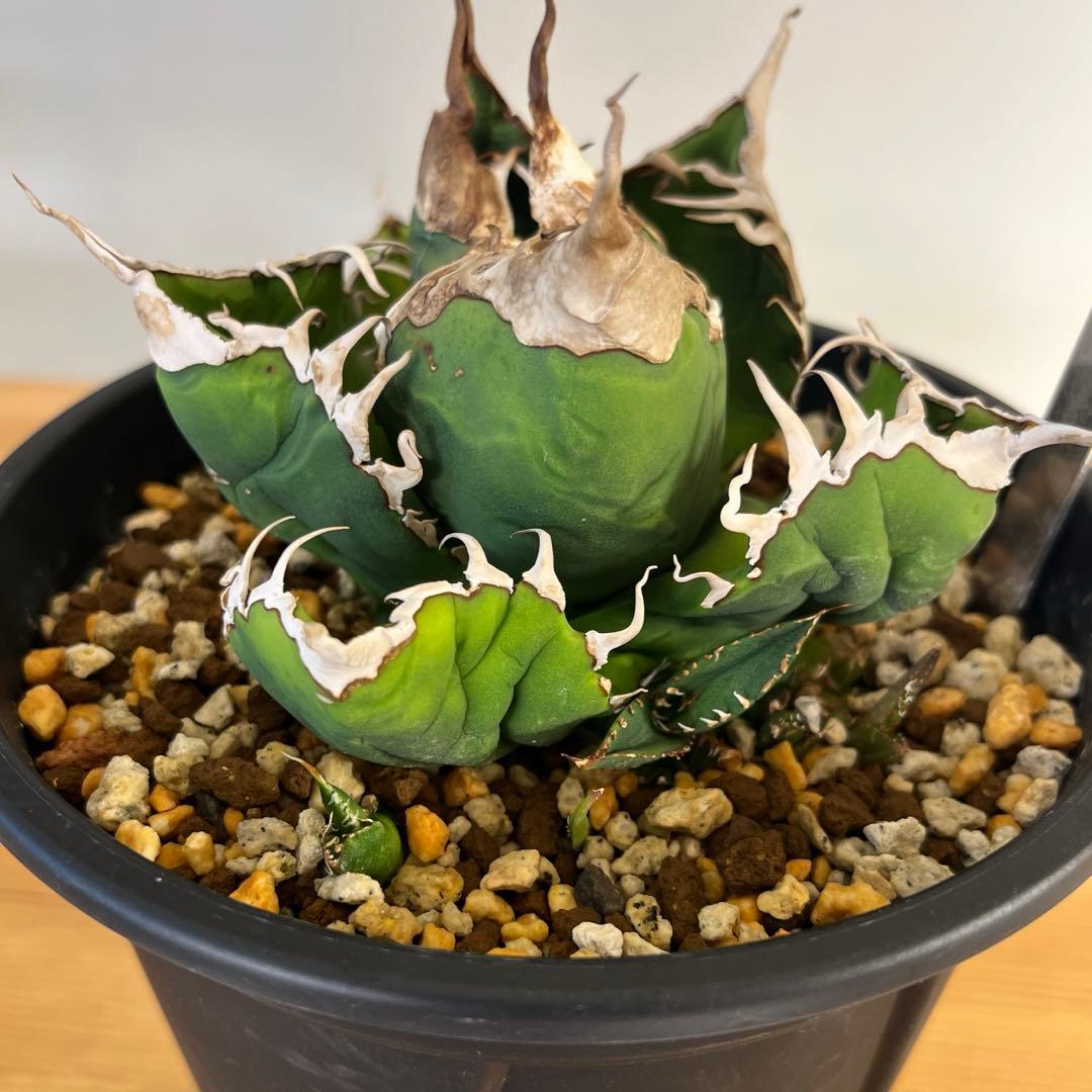 cactus greenスーパーチタノタ子株多数付きタグ付　現品鉢ごと　悪魔くん