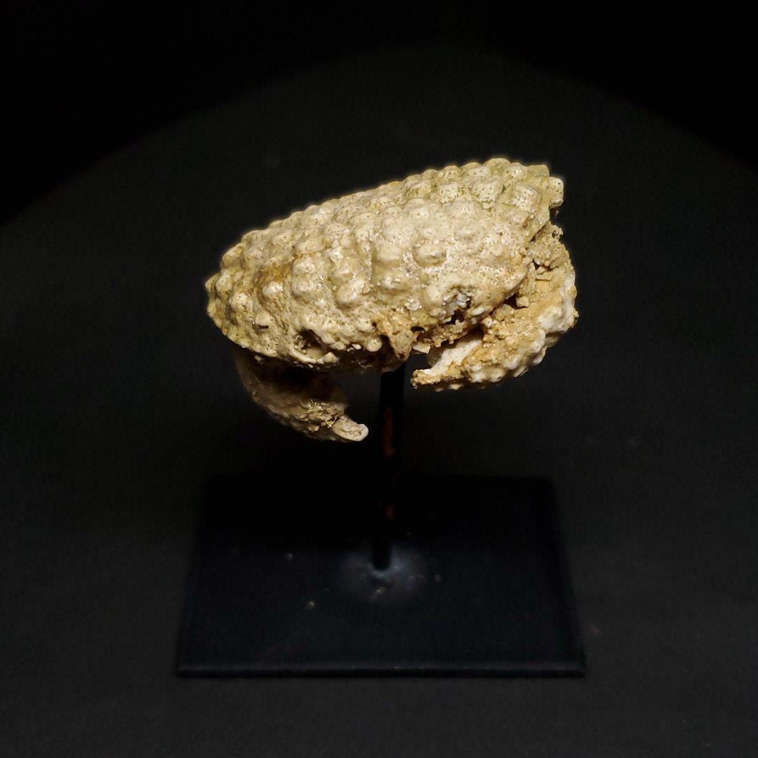 美品 カニ 本物 化石 産 37.86mm  fcr4