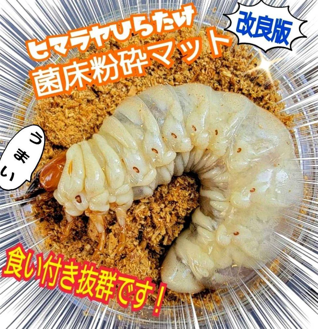 菌床粉砕クワガタマット【30L】ボトルやカップに詰めるだけ！菌糸瓶より経済的！