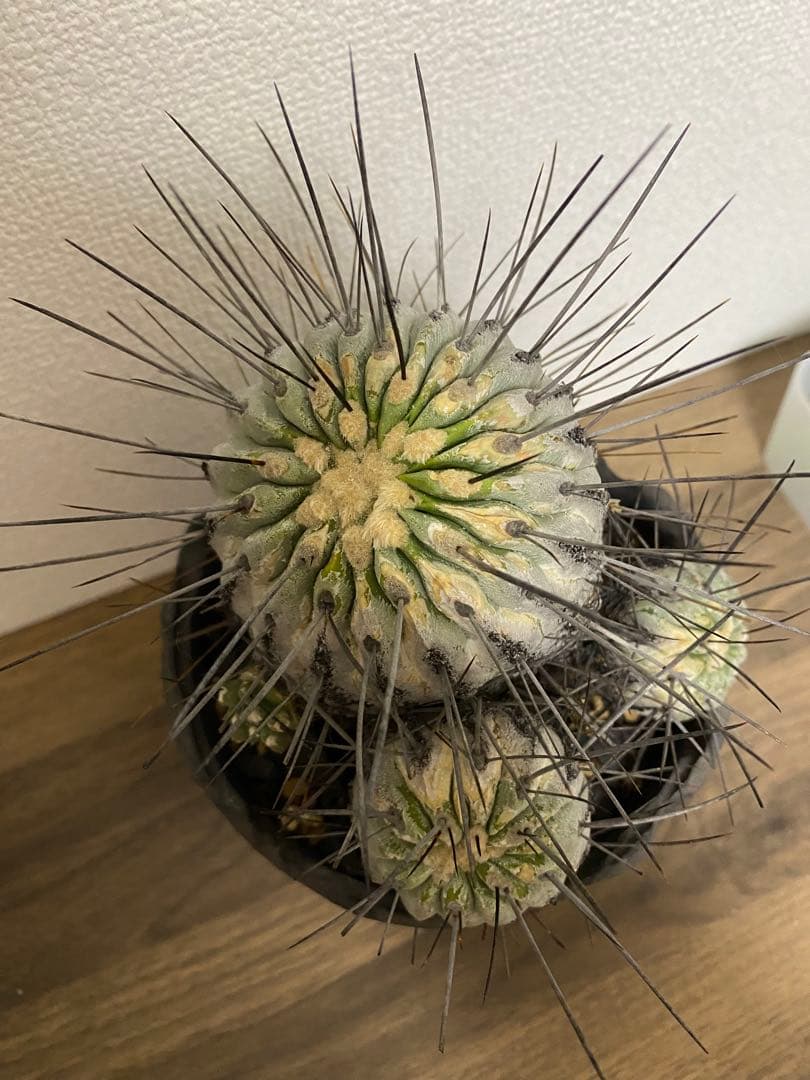 黒士冠　現地球　激ヤバ　群生　コレクション株　デアルバータ