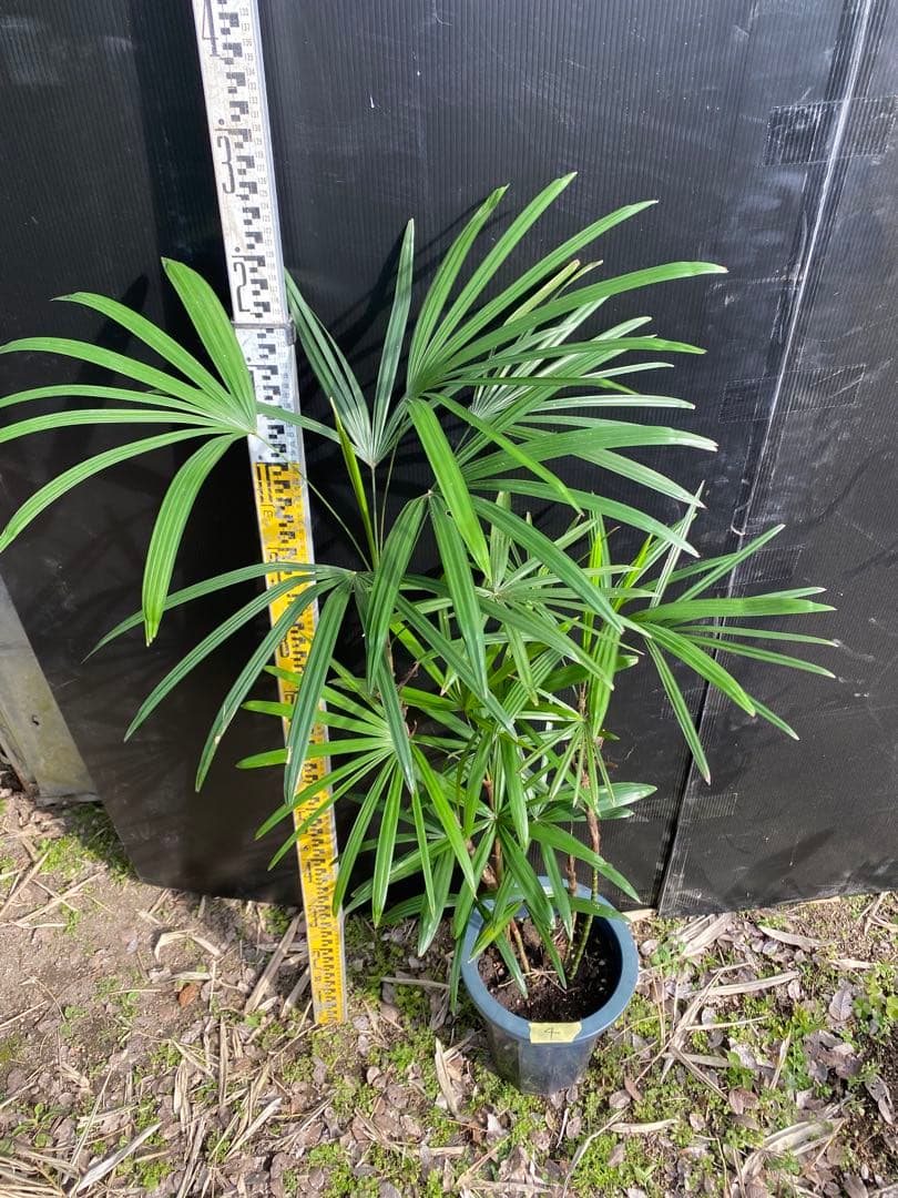 シュロチク　棕櫚竹　8号鉢　4 観葉植物