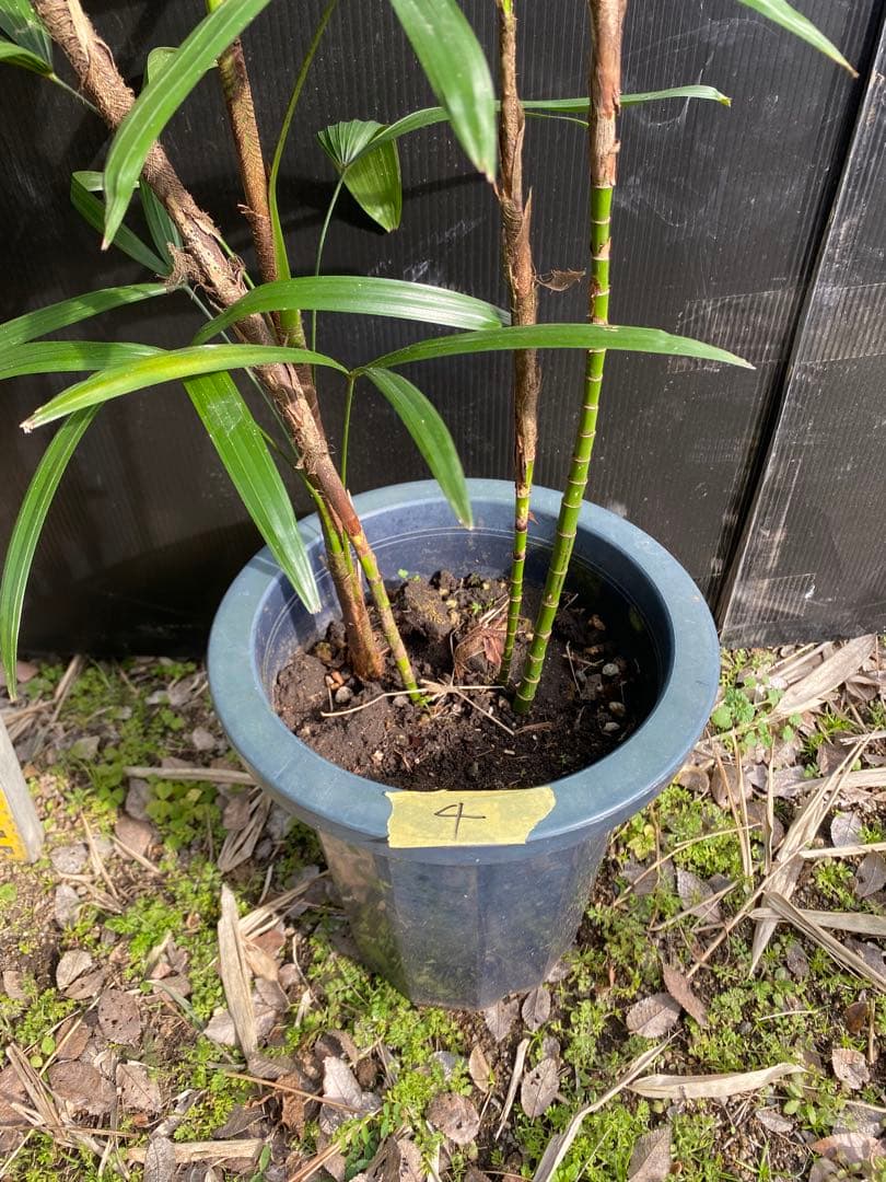 シュロチク　棕櫚竹　8号鉢　4 観葉植物