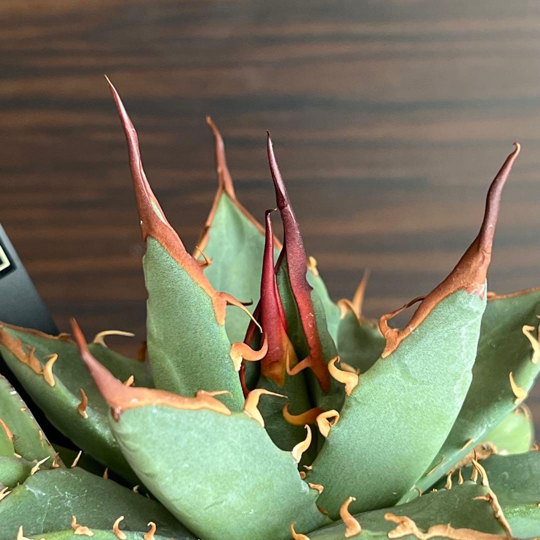 アガベ ハイブリッド 妖姫 妖炎×姫厳龍 子株