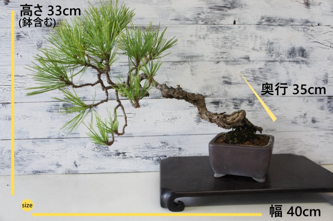 盆栽 『黒松』 インテリア 観葉植物 園芸 ガーデニング 送料無料 b183