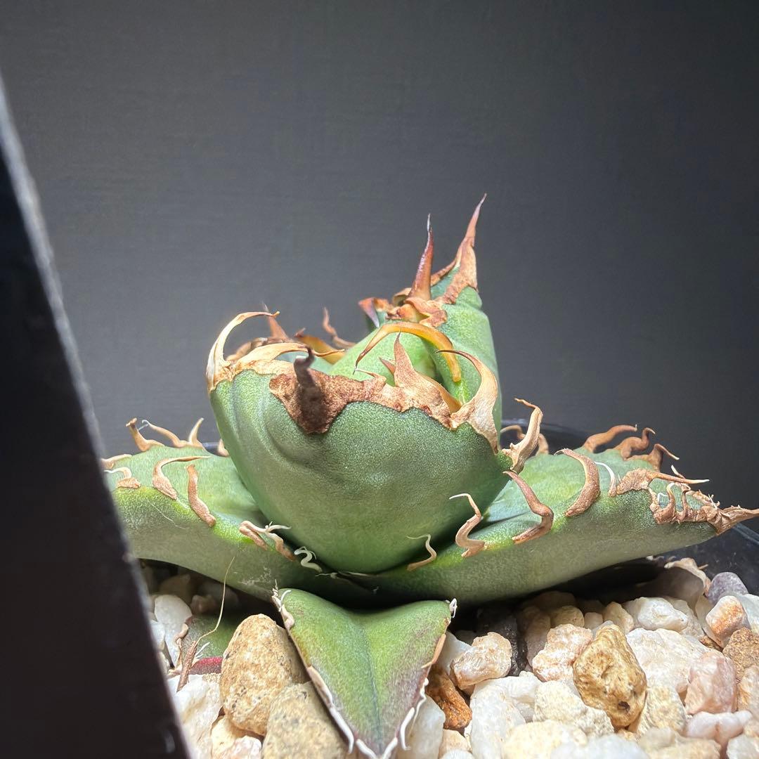 2/10 アガベチタノタ　トニー血統シーザー　ライセンスプランツ　tony