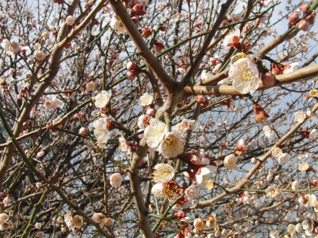 実写美⭕️【動作確認済】CASIO EXILIM EX-FC100 デジカメ