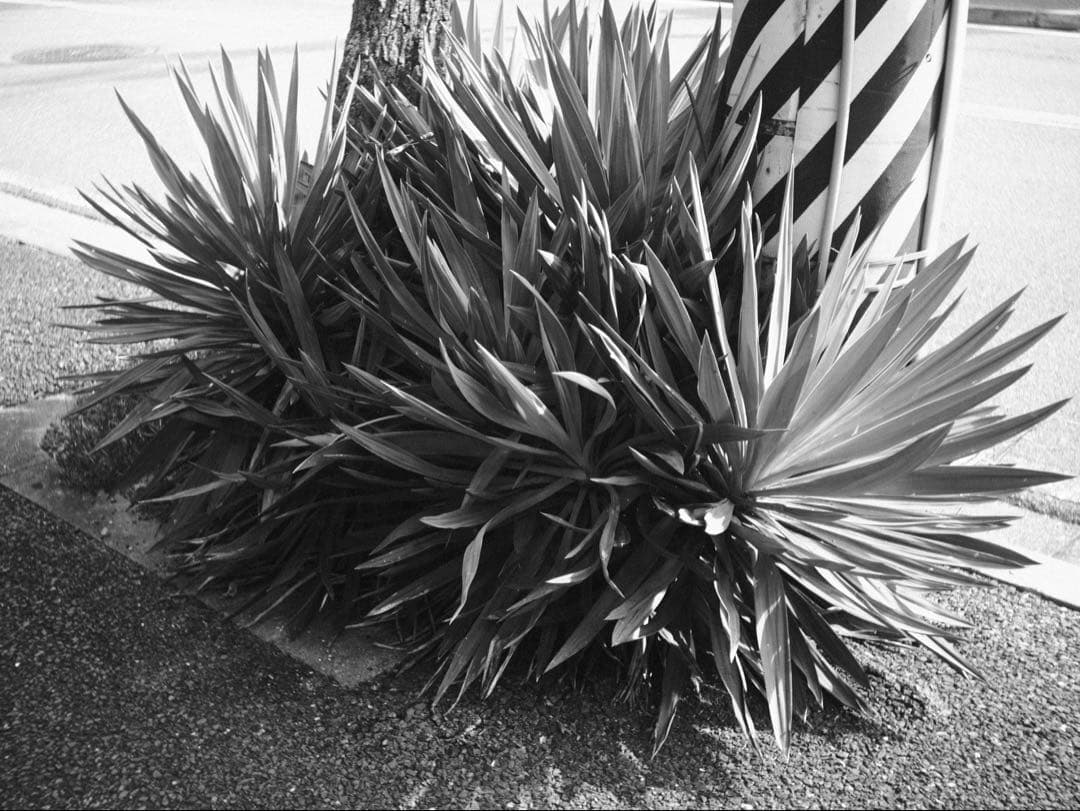 Chiyoko rokkor 3.5cm3.5 希少 前期モデル