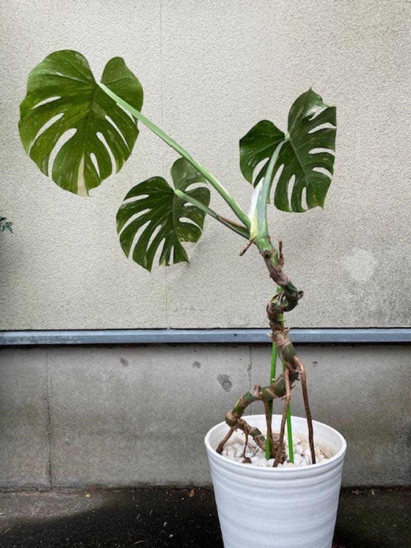 直接引取■モンステラ デリシオーサ レガシー 斑入り/葉35cm/110cm