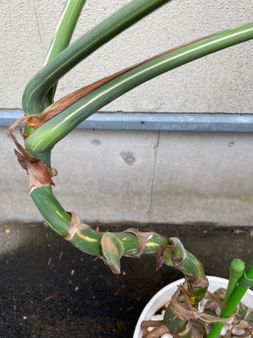 直接引取■モンステラ デリシオーサ レガシー 斑入り/葉35cm/110cm